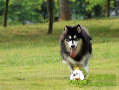 宠物托运价格详细介绍