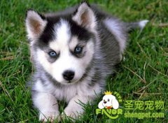 怎么辨别纯种哈士奇