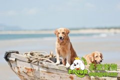 怎样训练狗狗大小便？