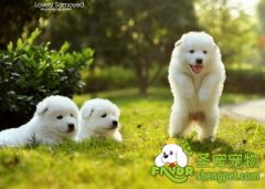 怎样让狗狗养成在窝里睡觉的习惯