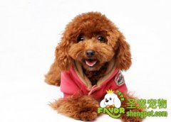 比熊犬和泰迪哪个好养