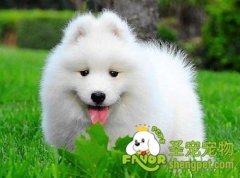 狗狗手术有哪些注意的事项