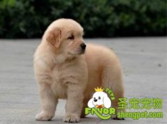 狗狗生病该怎么选择医院