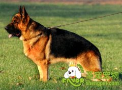 狗狗生病该怎么办