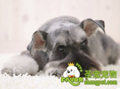 狗狗老年之后该怎么照顾