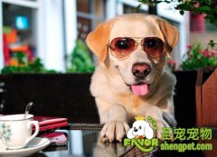 怎样帮狗狗剪趾甲