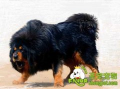 怎么辨别纯种藏獒