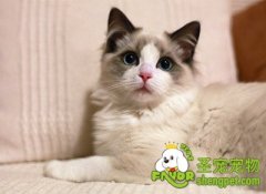 布偶猫饲养方法及注意事项