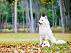 训练狗狗的技巧