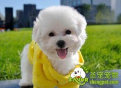 比熊犬大概多少钱一只