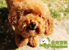 饲养泰迪犬的方法及注意事项