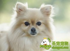 怎样判断狗狗是否需要补钙