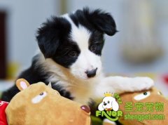 狗狗必须补充钙质的时期及注意事项