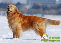 冬天给狗狗洗澡的注意事项