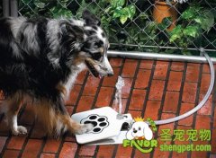 解决狗狗冬天不爱喝水的方法