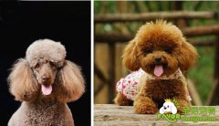 贵宾vs泰迪，到底搞清楚了没？