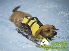 引起狗狗肥胖的因素