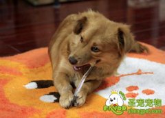 狗狗牙齿和臀部美容的方法