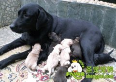 狗狗生产前的预兆及产后注意事项