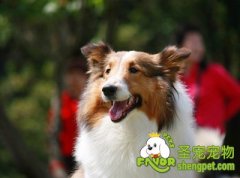 母犬产后护理的方法及注意事项