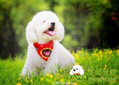 治疗狗狗肠胃疾病的方法