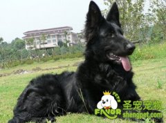 比利时牧羊犬简介