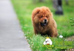 狗狗体外寄生虫的预防方法