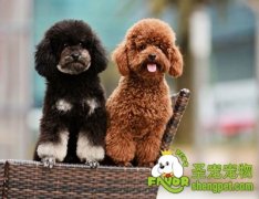 引起狗狗肥胖的原因及减肥方法