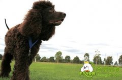 爱尔兰水猎犬简介