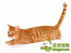 怎样选择适合猫咪的窝