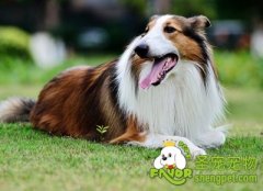 养狗狗节省开销的方法