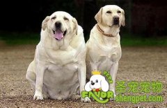 肥胖会给狗狗哪些疾病