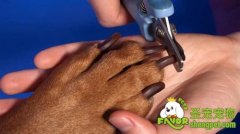 自己给狗狗剪指甲的方法及注意事项