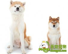 怎样区别柴犬与秋田犬