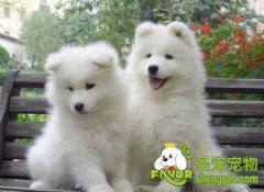 萨摩耶犬美容的方法及注意事项
