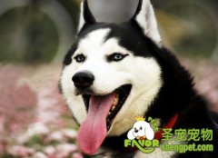 哈士奇运动及护理需要注意什么