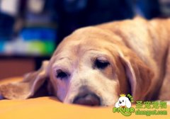 狗狗患老年痴呆有哪些表现