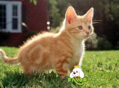 猫咪患狂犬病的原因及表现症状