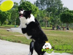 训练狗狗抛接游戏的方法及注意事项