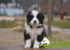 什么情况下不适合给狗狗洗澡