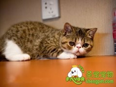 训练猫咪听话的方法及注意事项