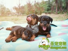 狗狗拉稀的原因及解决方法