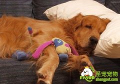 照顾老年犬需要注意的事项