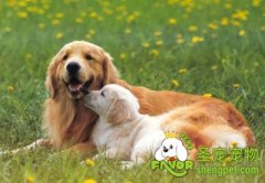 狗狗产后护理方法及注意事项