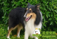 什么是狗狗胃扭转？有什么症状如何治疗？