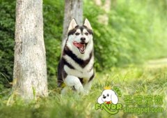 关于狗狗心丝虫基本了解