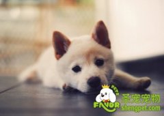 狗狗感染心丝虫的治疗方法