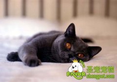 成猫猫粮和幼猫猫粮的区别