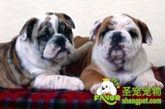 解决狗狗严重掉毛的方法