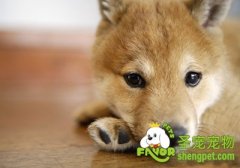 如何让狗狗适应新环境